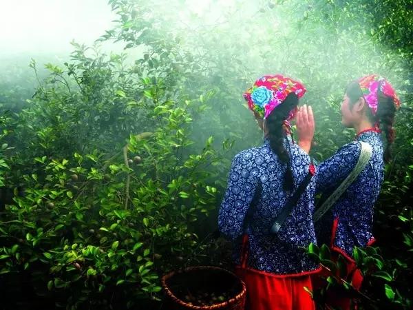 【油茶文章】一颗油茶果的旅程，广西的历史文化美食过程。