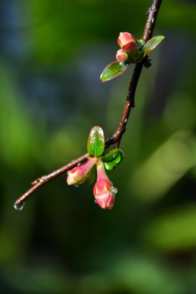 二十四节气 | 惊蛰——一雷惊万物 荡涤诸瘟邪