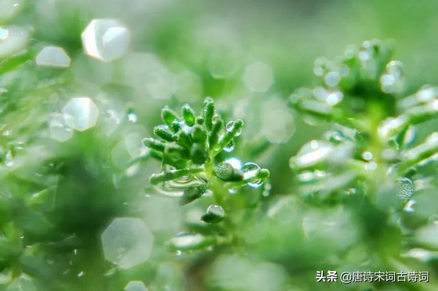 惊蛰节气，赏读唐代元稹的《咏廿四气诗·惊蛰二月节》