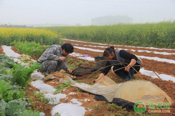 惊蛰的气候特点及主要农事活动