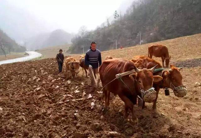 农村老话说,“惊蛰不冻虫,冷到五月中”,惊蛰之后还会冷吗?