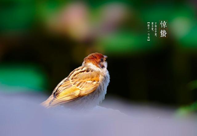 农村老话说,“惊蛰不冻虫,冷到五月中”,惊蛰之后还会冷吗?