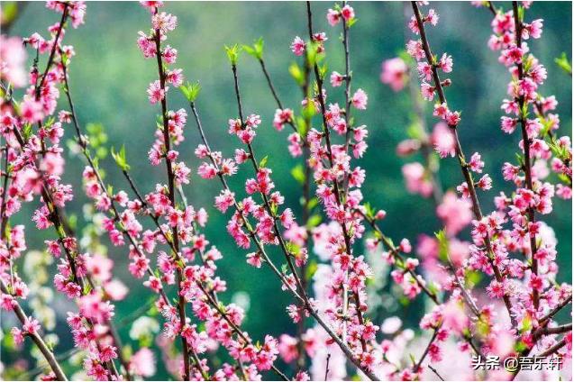 二十四节气中,惊蛰这天都需要做什么,惊蛰的小常识都知道哪些?