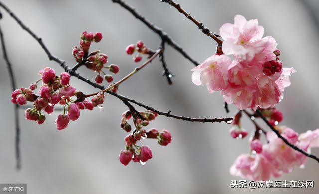 明日雨水,如何养生?中医给你列了重点,照着做就对了