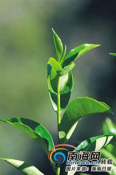 琼州茶语：解读海南茶叶的历史文化