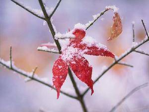 “初雪”是什么意思   