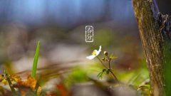 涨知识：中国的传统节日