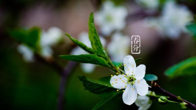 二十四节气|春分昼夜等分,需要注意的有哪些?
