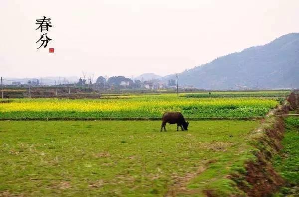 今日春分|这些习俗和养生知识你都知道吗?!