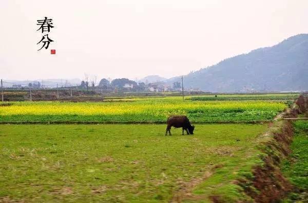 今日春分｜这些习俗和养生知识你都知道吗？！