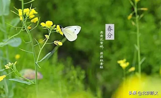 今日春分,这些养生保健知识您需了解!
