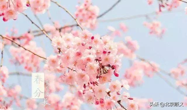 今日春分,这些养生保健知识您需了解!