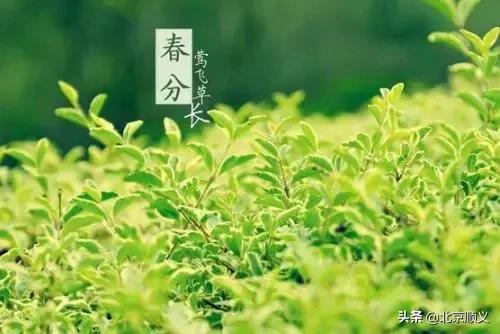 今日春分,这些养生保健知识您需了解!