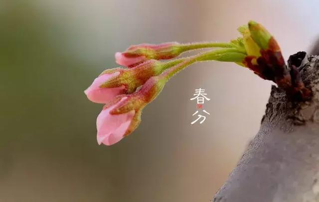 收藏！最全“春分”英语知识帖！