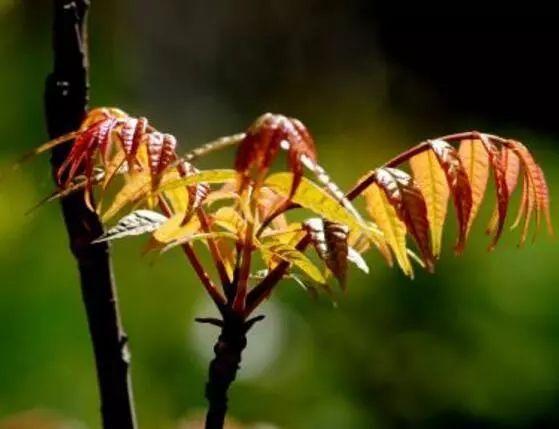 科普小知识：春分挖野菜，最新指南，速看！（现在知道还不晚）