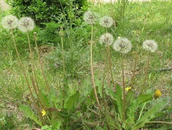 科普小知识：春分挖野菜，最新指南，速看！（现在知道还不晚）