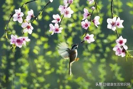 春分:3月的风,吹绿大地