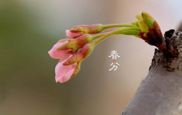 关于春分你我知多少?