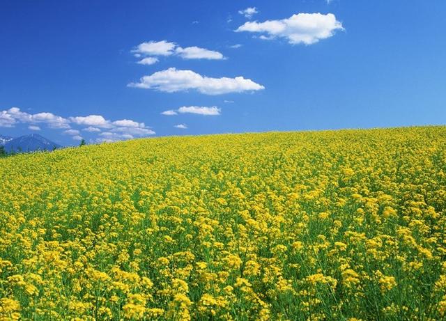 盘点15大油菜花海,做好收藏,来年一起自驾游