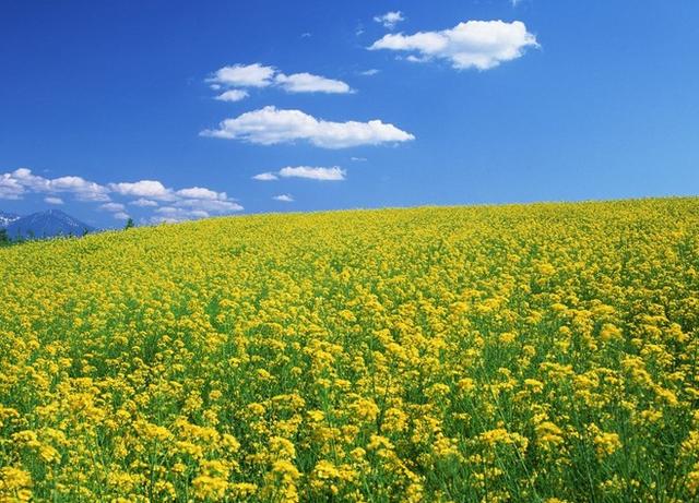 盘点15大油菜花海，做好收藏，来年一起自驾游