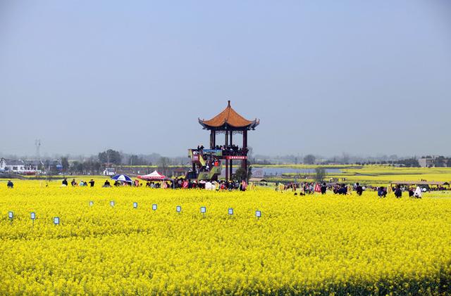 盘点15大油菜花海,做好收藏,来年一起自驾游
