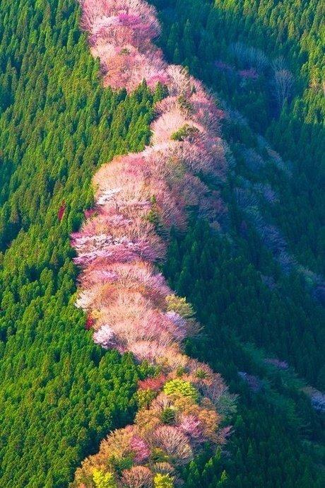 等疫情结束！一定要去奈良吉野山赏樱！万株樱是日本第一赏樱名所