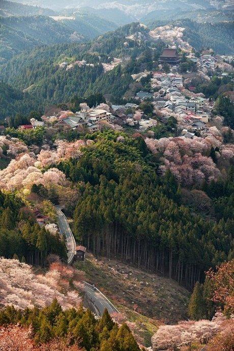 等疫情结束！一定要去奈良吉野山赏樱！万株樱是日本第一赏樱名所