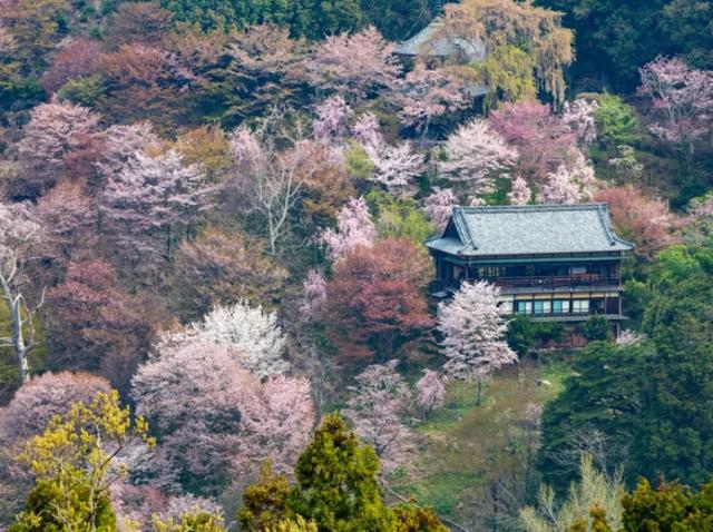 等疫情结束！一定要去奈良吉野山赏樱！万株樱是日本第一赏樱名所