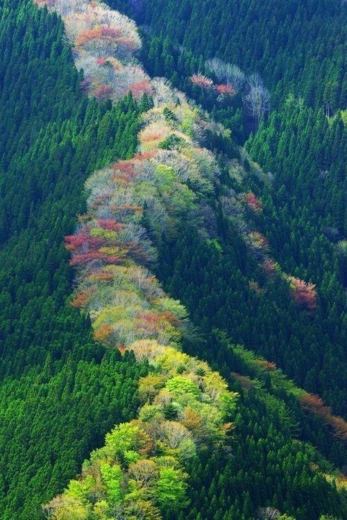 等疫情结束！一定要去奈良吉野山赏樱！万株樱是日本第一赏樱名所