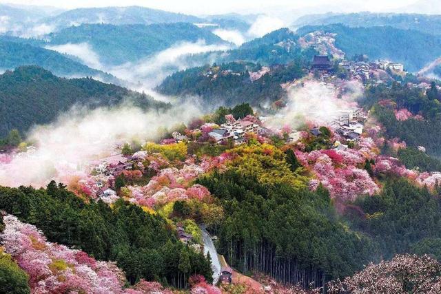 等疫情结束！一定要去奈良吉野山赏樱！万株樱是日本第一赏樱名所