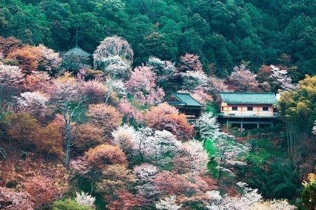 等疫情结束！一定要去奈良吉野山赏樱！万株樱是日本第一赏樱名所