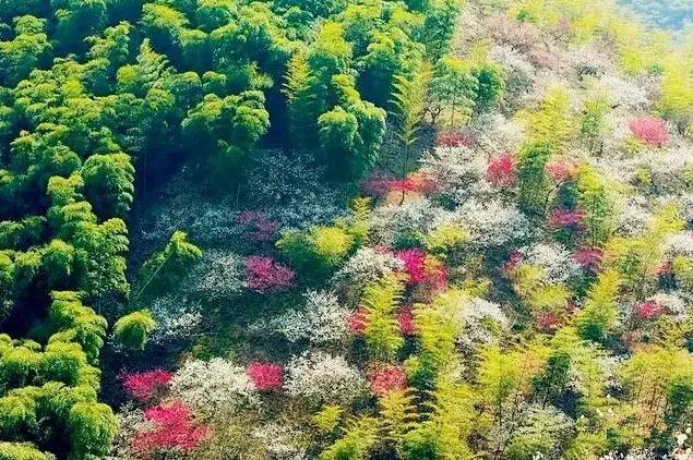 中国这些花开成海的地方，美极了