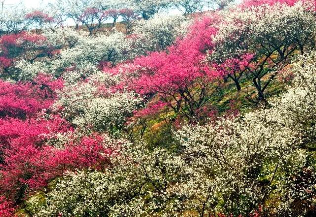 中国这些花开成海的地方，美极了