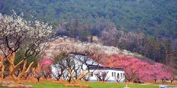 中国这些花开成海的地方，美极了