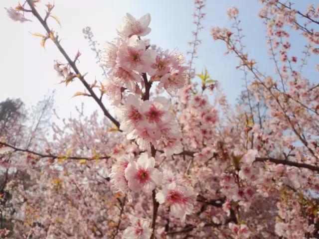 中国这些花开成海的地方，美极了