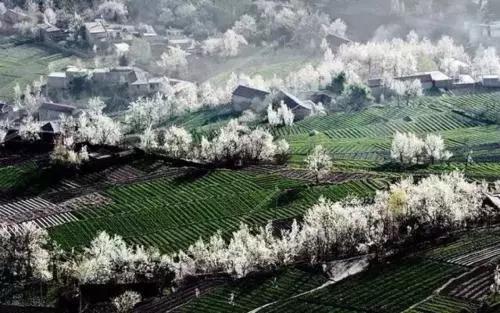 中国这些花开成海的地方，美极了