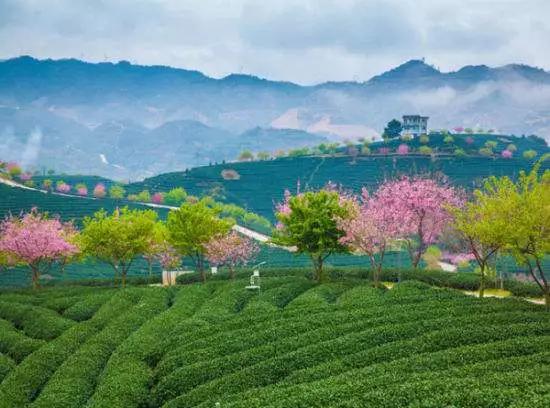 中国这些花开成海的地方，美极了