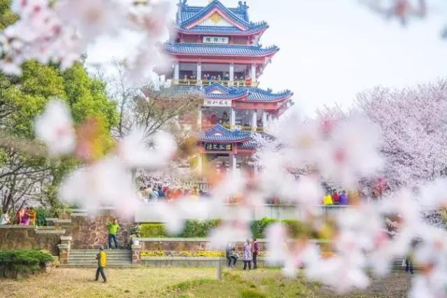 中国这些花开成海的地方，美极了