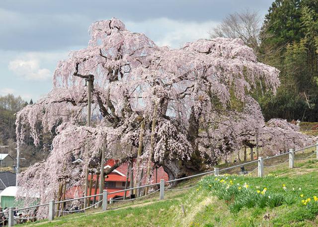 日本东北的最佳赏花季节是何时?日本・东北地区人气赏花景点10选