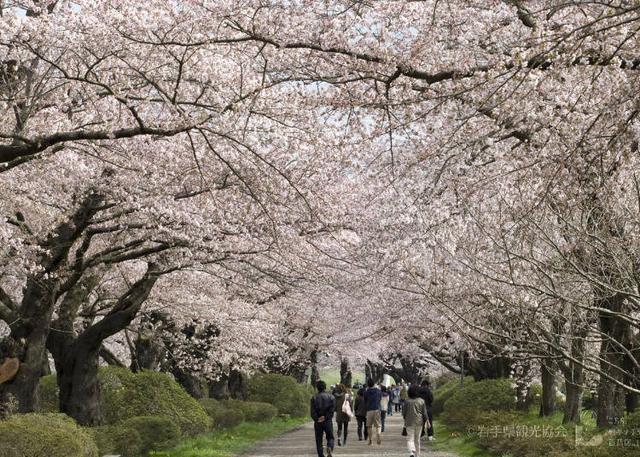 日本东北的最佳赏花季节是何时?日本・东北地区人气赏花景点10选