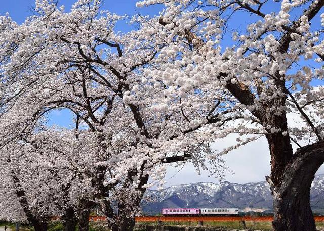 日本东北的最佳赏花季节是何时?日本・东北地区人气赏花景点10选