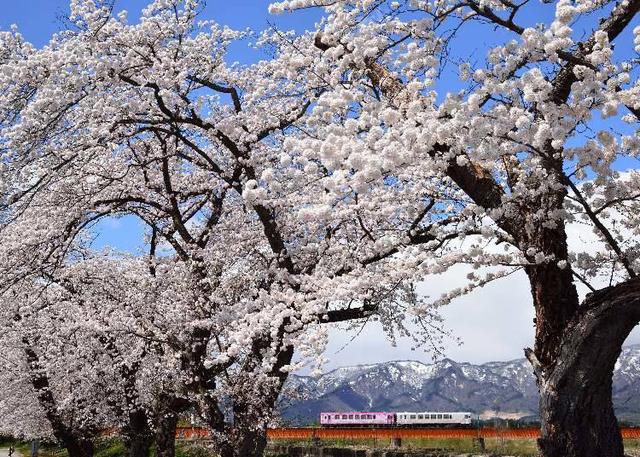 日本东北的最佳赏花季节是何时？日本・东北地区人气赏花景点10选