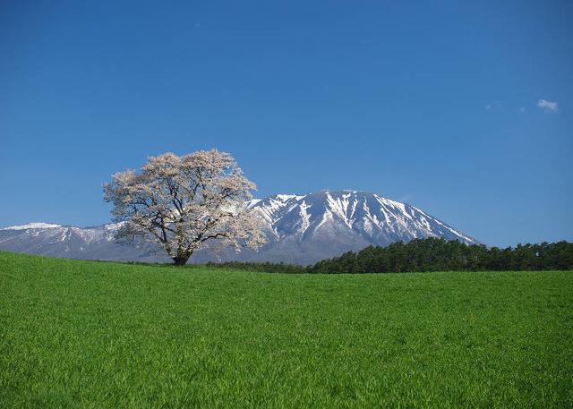 日本东北的最佳赏花季节是何时?日本・东北地区人气赏花景点10选