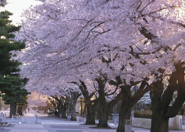 日本东北的最佳赏花季节是何时?日本・东北地区人气赏花景点10选