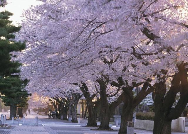 日本东北的最佳赏花季节是何时？日本・东北地区人气赏花景点10选