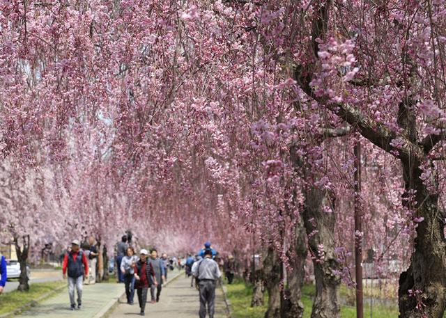 日本东北的最佳赏花季节是何时?日本・东北地区人气赏花景点10选