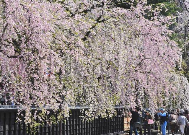日本东北的最佳赏花季节是何时?日本・东北地区人气赏花景点10选