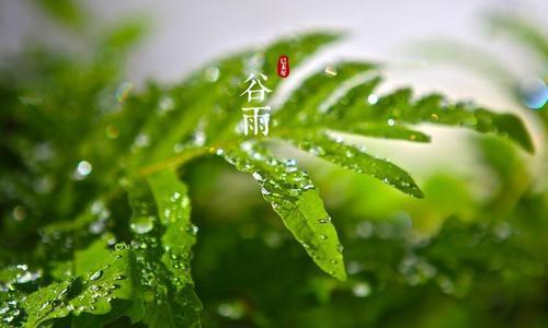 节气｜谷雨时节暮春尽，这些常识你应该知道