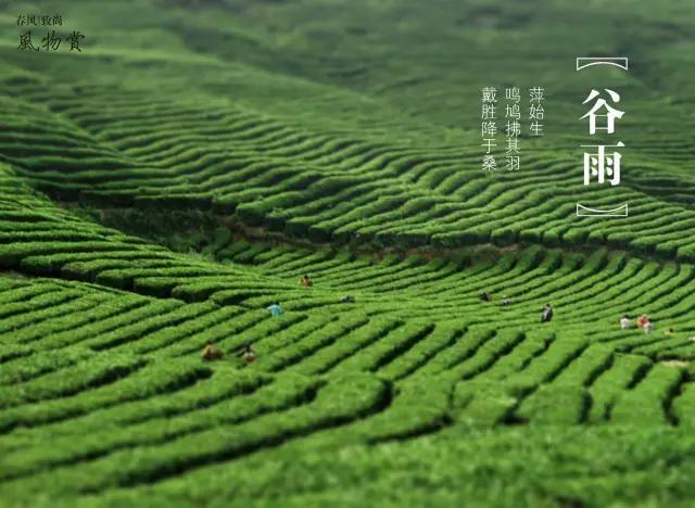今日谷雨：怎么吃怎么补？这些养生知识你要知道
