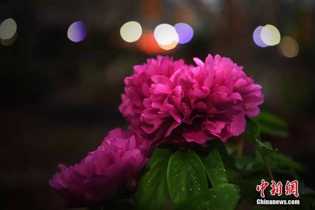 「健康生活小常识」今日谷雨｜时至暮春，初夏将至